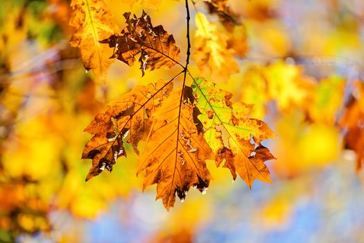 leaves in the park on a sunny day