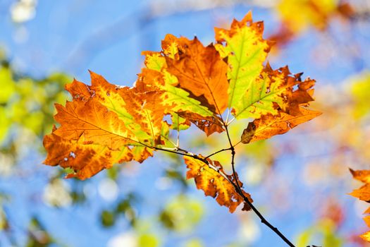 leaves in the park on a sunny day