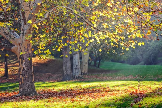 trees in park on a sunny day, Belgrade Serbia