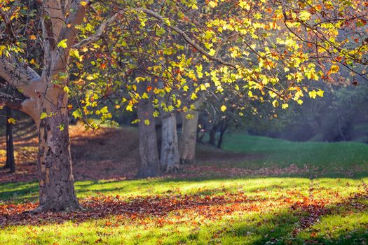 trees in park on a sunny day, Belgrade Serbia