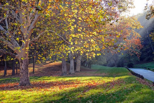 trees in park on a sunny day, Belgrade Serbia