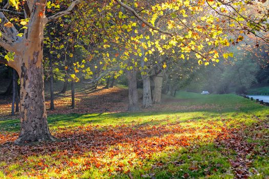 trees in park on a sunny day with green foliage