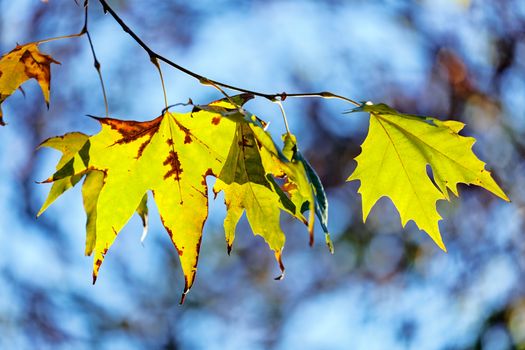 leaves in the park