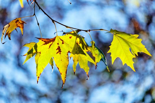 leaves in the park