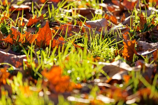 orange fallen leaves in the park