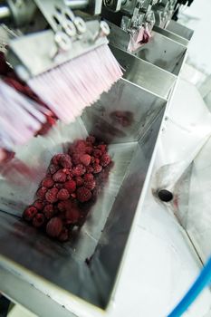 frozen red raspberries in sorting and processing machines