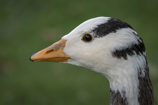 close up head profile portrait of a bar headed goose looking to the left