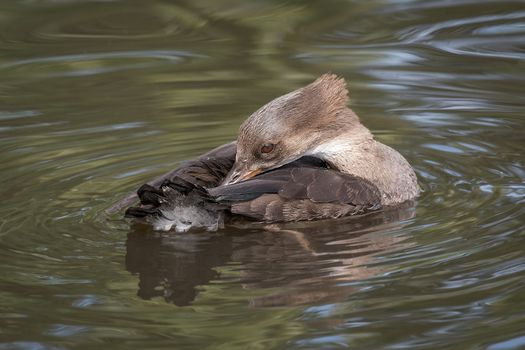 Close up of a female hooded merganser on the water preening