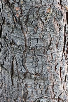 close up of the tree bark on a overcast day