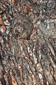 close up of the tree bark on a overcast day