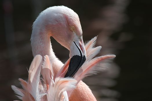 Close up head portrait of a chilean flamingo Phoenicopterus chilensis preening its feathers