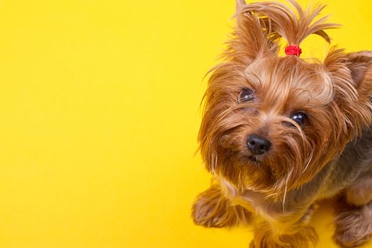 Yorkshire terrier looking at the camera a yellow background