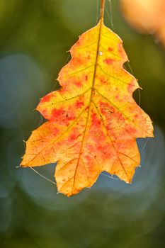 orange fallen leaves in the park