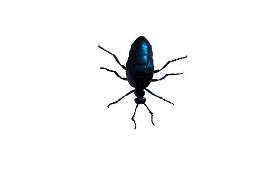 Big black beetle with six legs on white background.