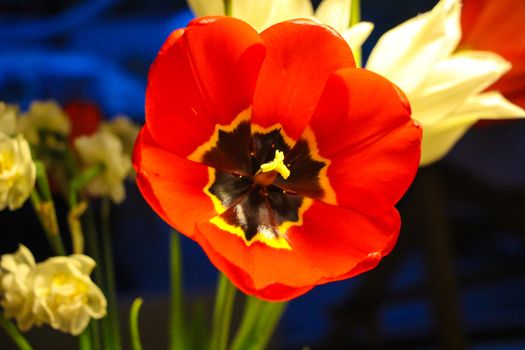 Red and black beautiful flower and yellow flowers.