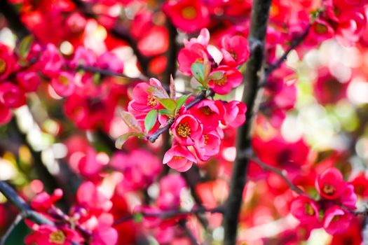 Beautiful pink flowers on tree in spring.