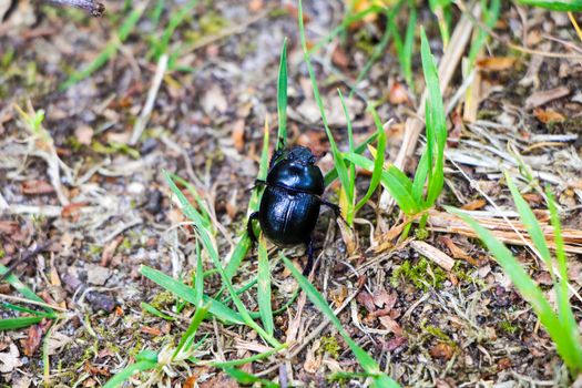 A beautiful black beetle walking on the leaves and dirt in the forest in spring.