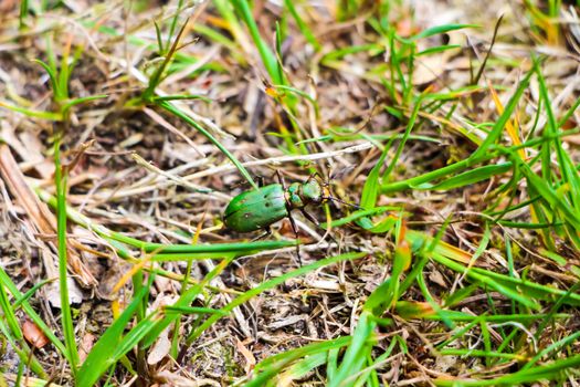 A stealthy green beetle on grass in a forest in spring.