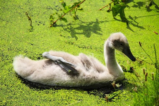 Grey cygnet swims in a lake with duckweed.