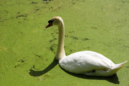 White swan swimming and eating duckweed in lake.