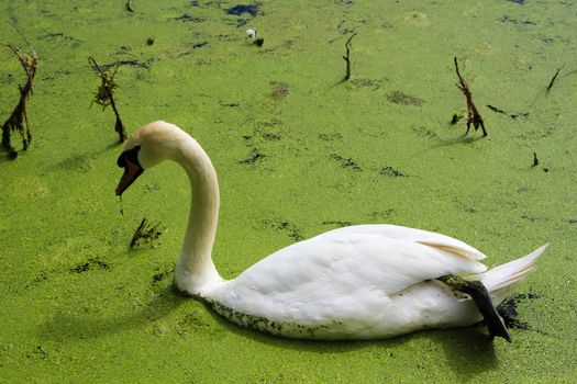 White swan eating green duckweed in lake.