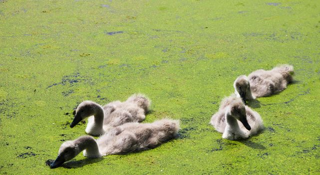 Grey swan chicks swimming and eating duckweed in lake.