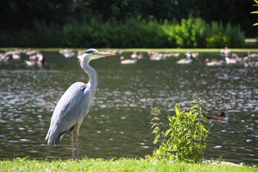 A grey heron standing in front of a lake with geese and ducks.
