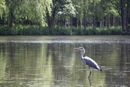 Grey heron standing in lake surrounded by trees and bushes.