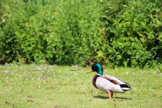 A male duck standing on grass surrounded by bushes in park.