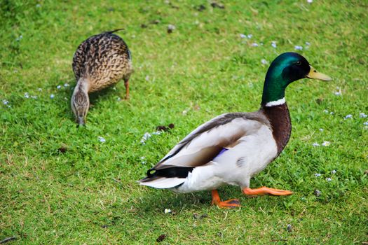 Male duck and female duck walking in park.