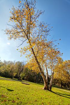 trees with fallen leaves