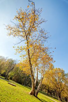 trees with fallen leaves