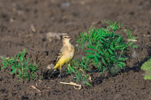 Motacilla flava on grass, beautiful bird, yellow bird