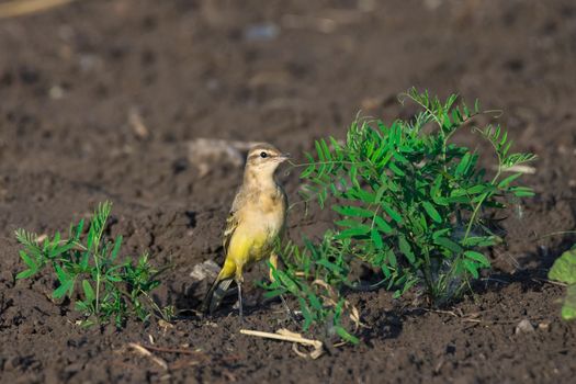 Motacilla flava on grass, beautiful bird, yellow bird