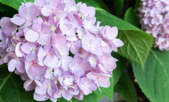 Closeup spring purple hydrangea flowers, selective focus