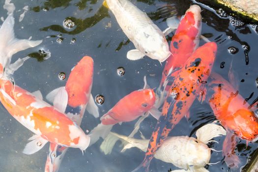 Blur koi fish swimming in water