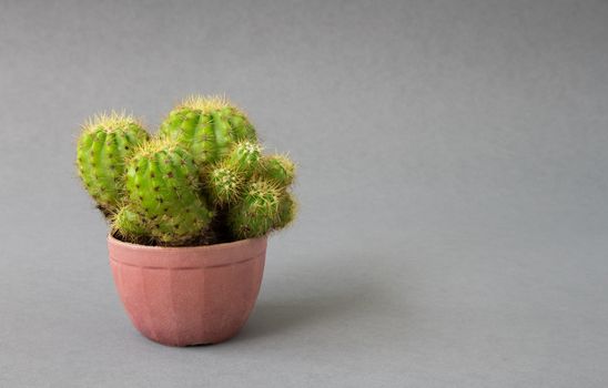 Green cactus on grey background