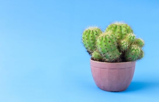 Green cactus on blue background