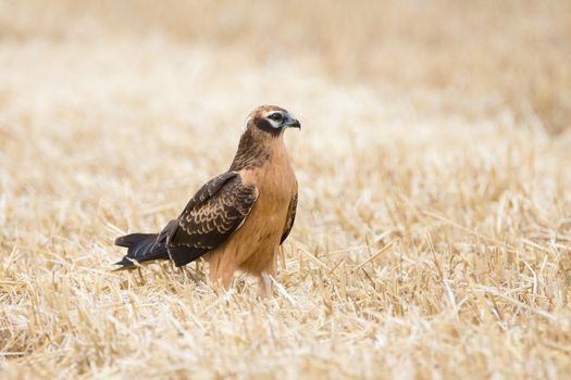 Circus pygargus on the wheat field, beautiful bird, photo-hunting