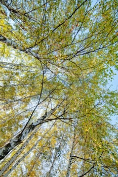 Park with silver birch trees