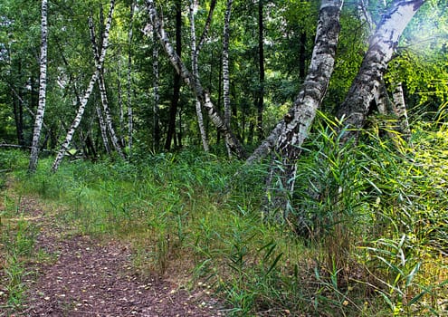 Beautiful birch forest on a summer sunny day.