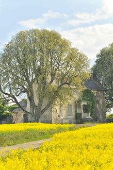 Rape field in countrryside in Ireland