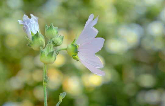 Malva neglecta flower in summer time