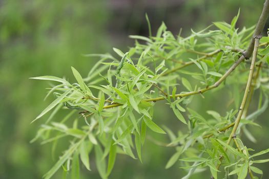 eco background of willow leaves in a sunny spring day