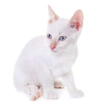 young kitten in front of white background