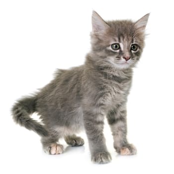 young kitten in front of white background