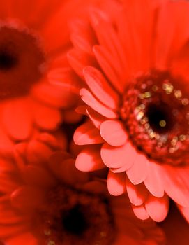 Background of Beauty Red Gerbera Flowers closeup. Focus on Edge of Petals