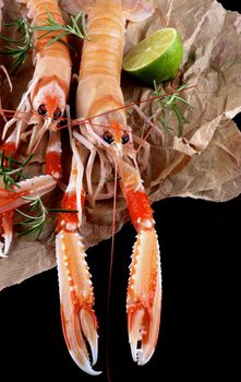 Delicious Raw Langoustines with Half of Lime and Rosemary on Parchment Paper closeup on Dark Wooden background