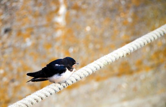 A swallow sitting on a rope above the sea on a cloudy day.