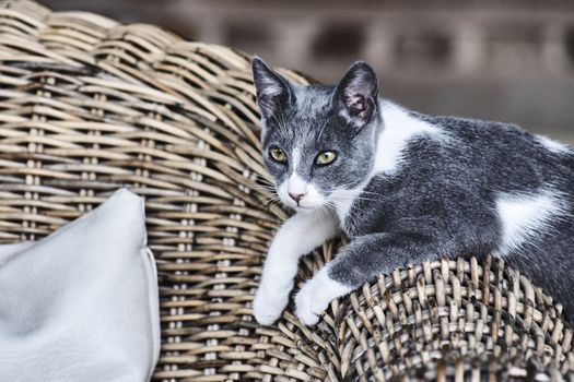 Gray cat on the Greek island of Corfu